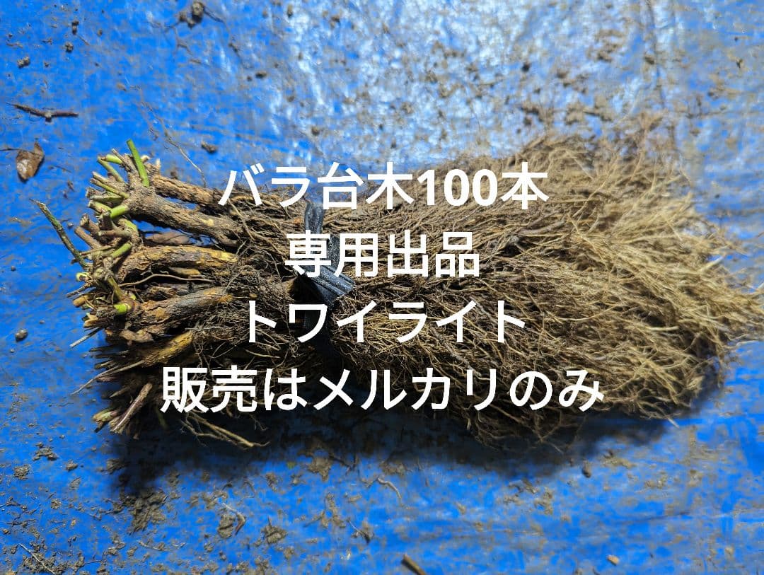 バラ台木100本 専用出品