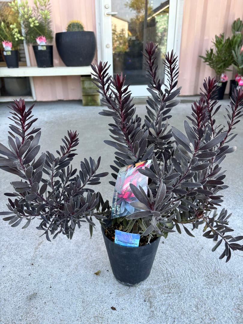 リューカデンドロン　デュリフ　2