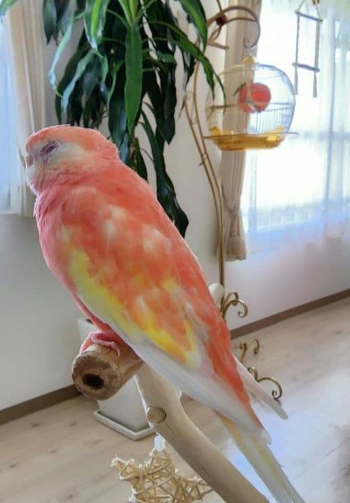 鳥かご ケージ スタンド セット インコ