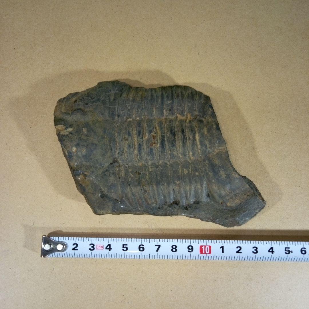 三葉虫　化石　三葉虫化石　究極のレトロ　fossil　大きい　化石管理番号⑱