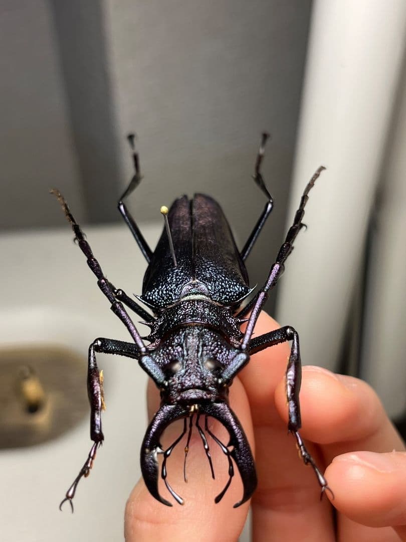 【濃紺】ツヤケシオニノコギリカミキリ ムラサキオニノコギリカミキリ キンオニ標本