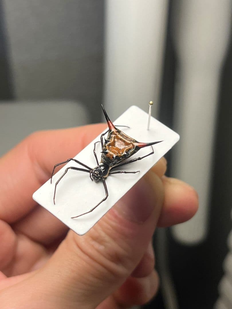 【標本】トゲグモ フレンチギアナハンツマン トゥルースパイダーマンティスムカデ