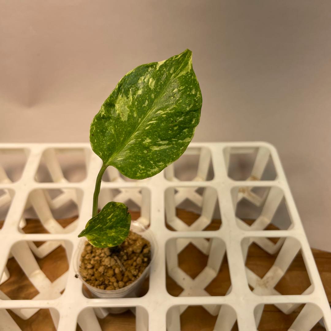 S*u様 ms24モンステラ・エレクトロライト 斑入り 希少種　Electro