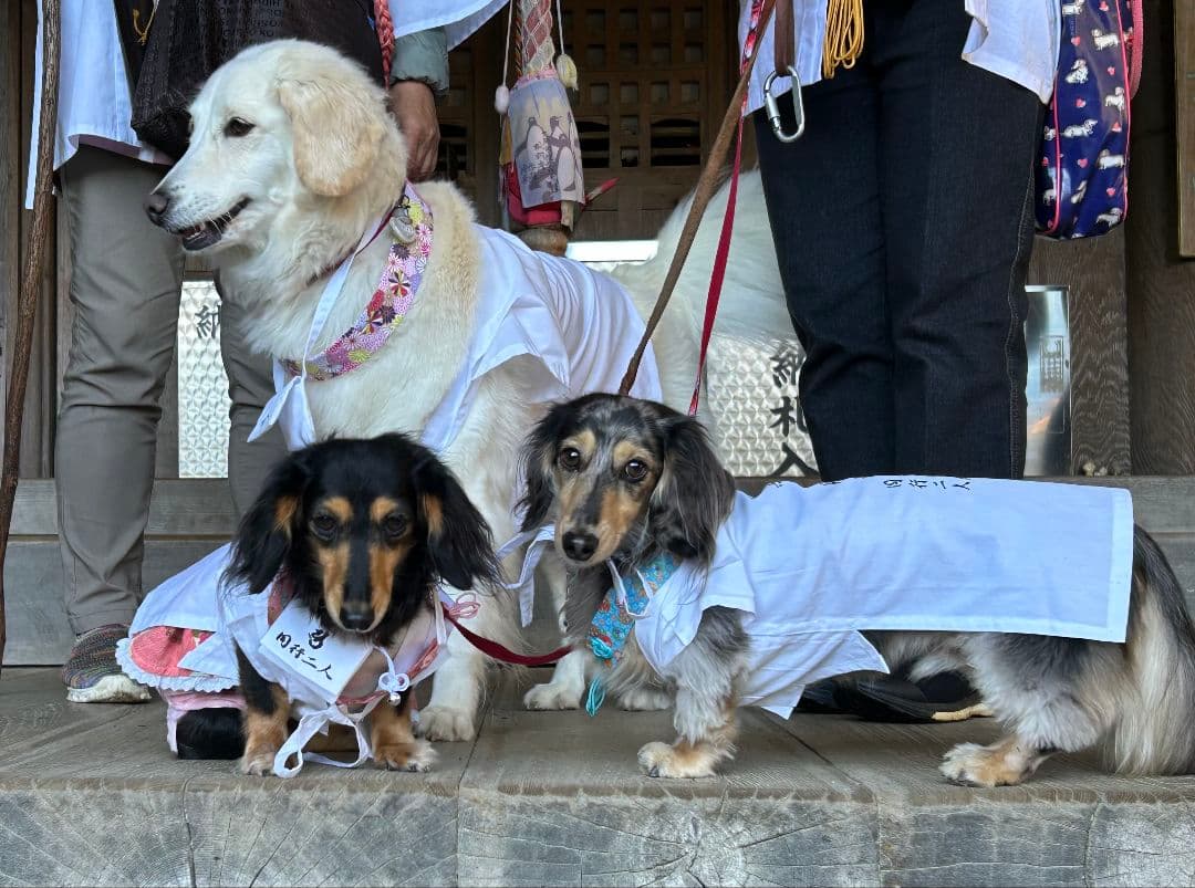 ペット用お遍路白衣さんや袋付き&輪袈裟　大型わんちゃん用　3点セット