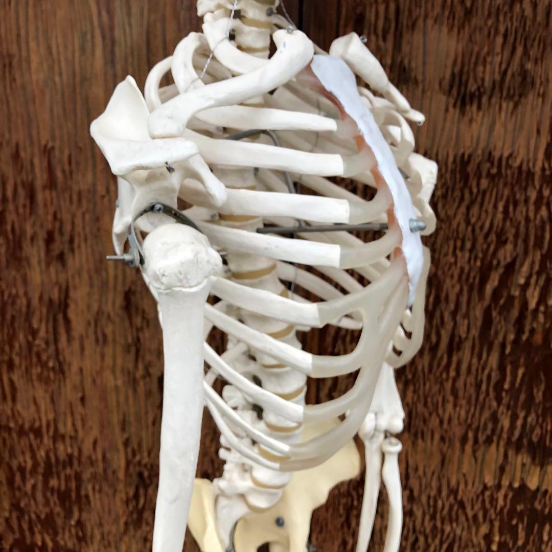 3B 人体模型 等身大 ドイツ 3B Scientific社 全身骨格模型