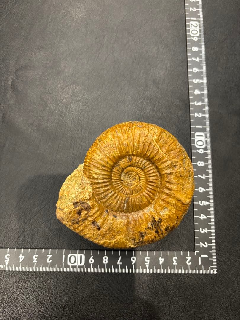 化石　アンモナイト　パーキンソニア