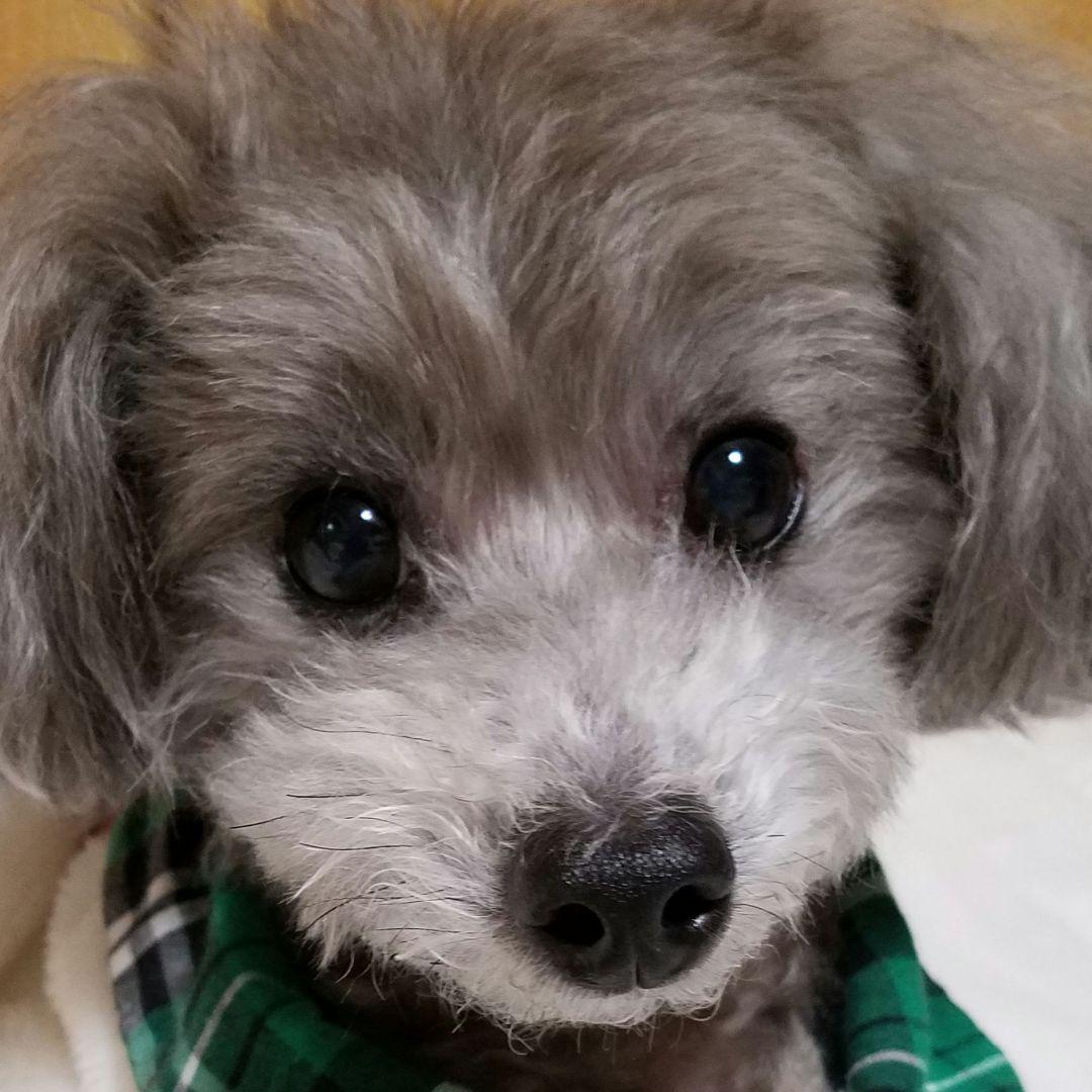 犬服♪手編み♪オーダーゆりはやあみ