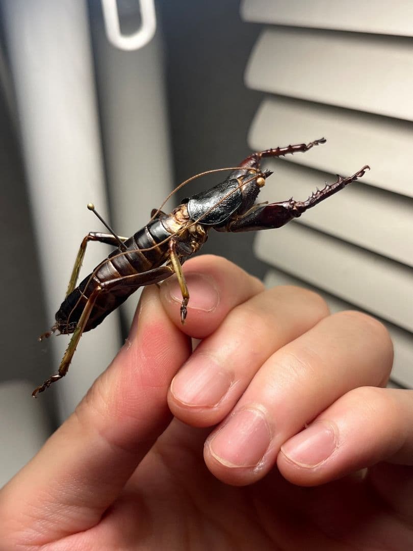 【53mm♂】マッチョキリギリス コロギス リオック　昆虫標本