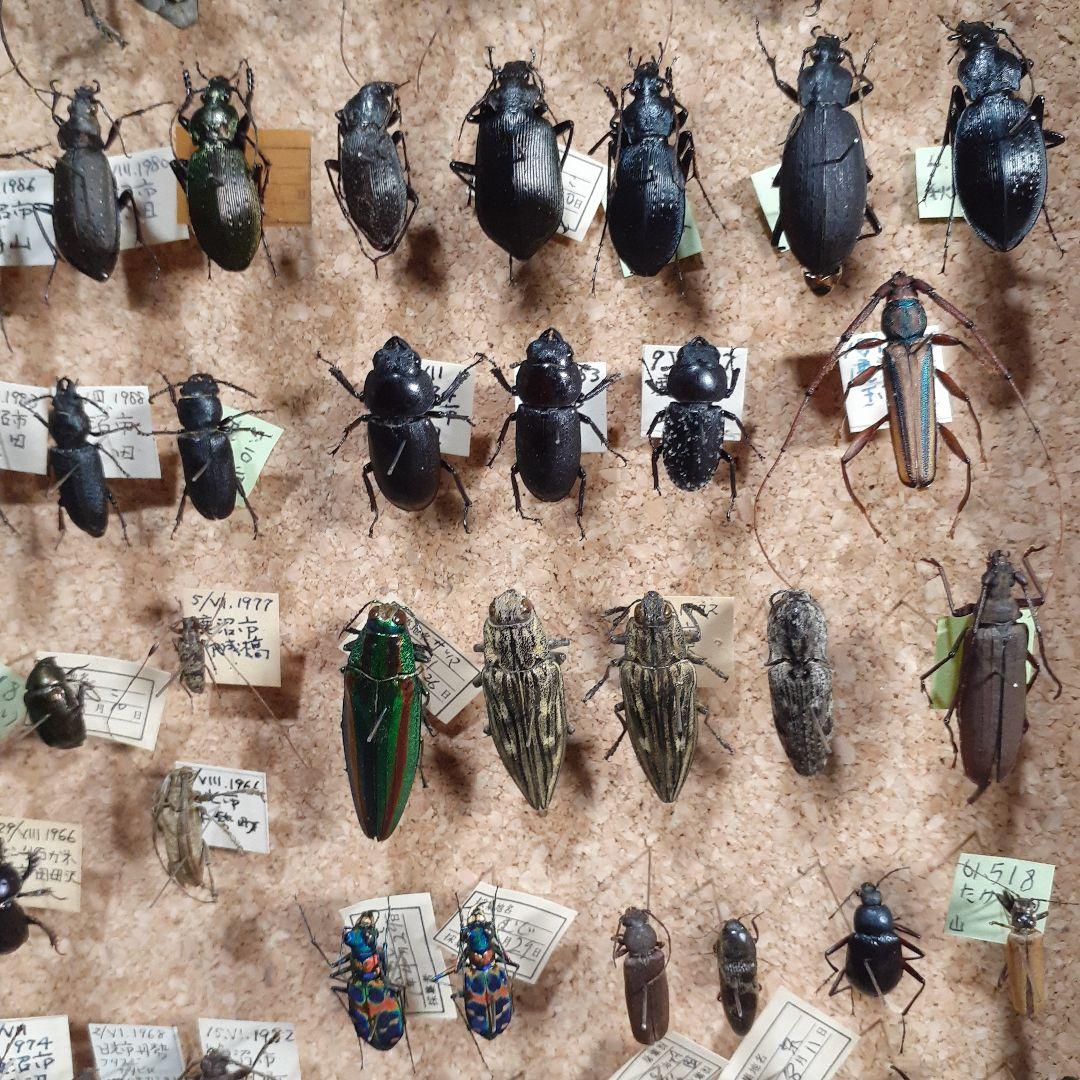 甲虫標本　カミキリムシ、オサムシほか66頭。大型ドイツ標本箱入り