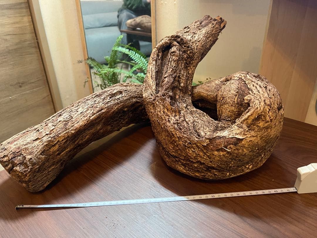 約60cmコルク　自然な曲線