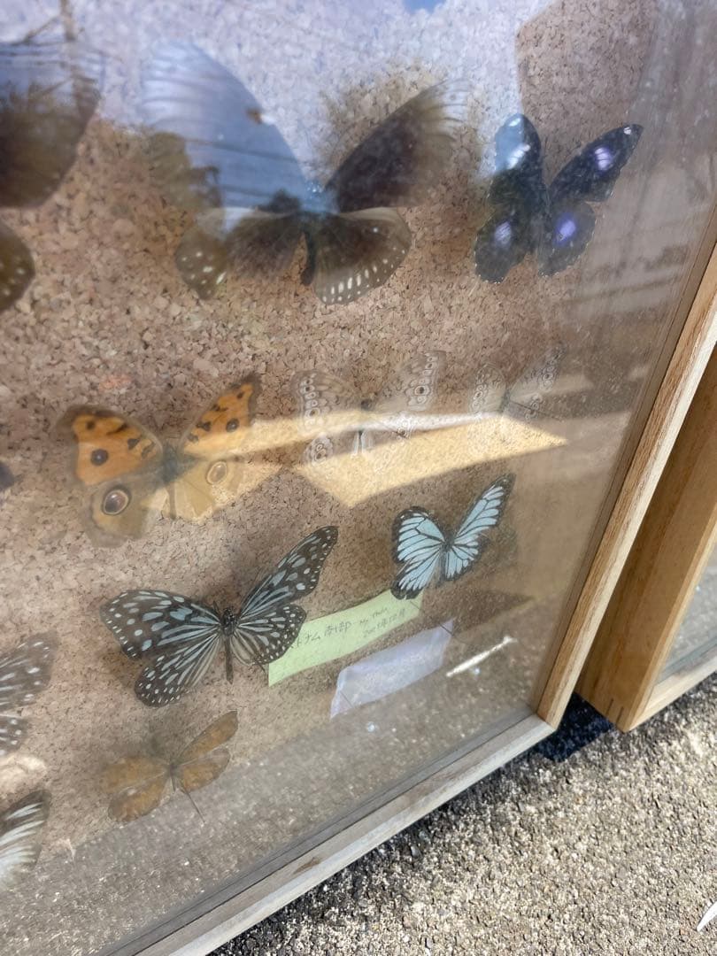 値下げ　蝶　標本　013 ケースサイズ40×30センチ 厚さ6センチ