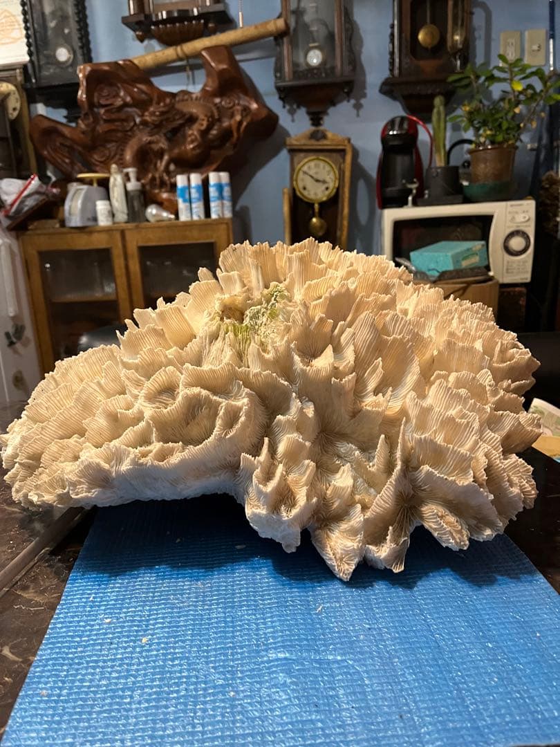 超特大珊瑚礁、直径66センチ、ナガレハナサンゴ、飾りサンゴ、海水魚、白化珊瑚