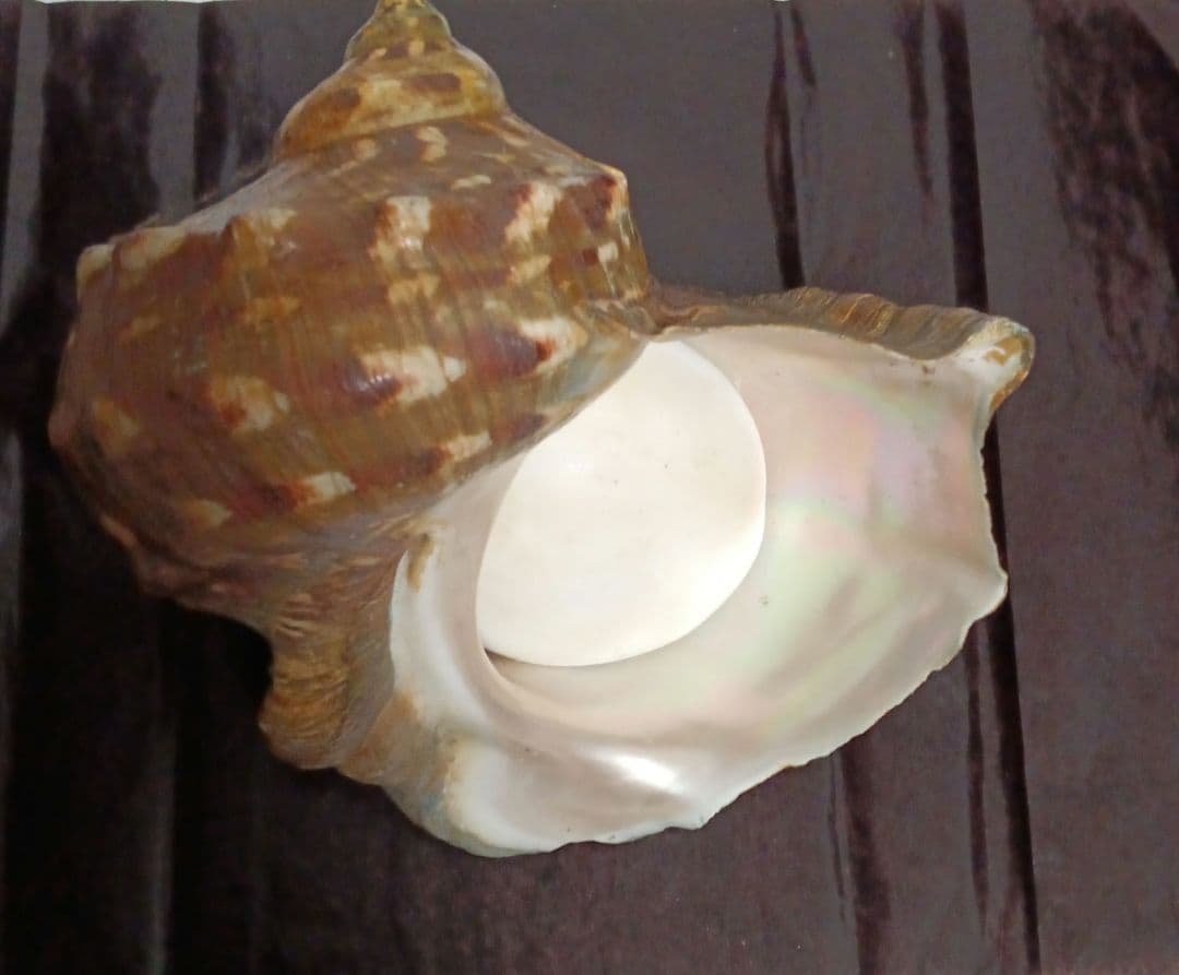 貝殻標本　ヤコウガイ