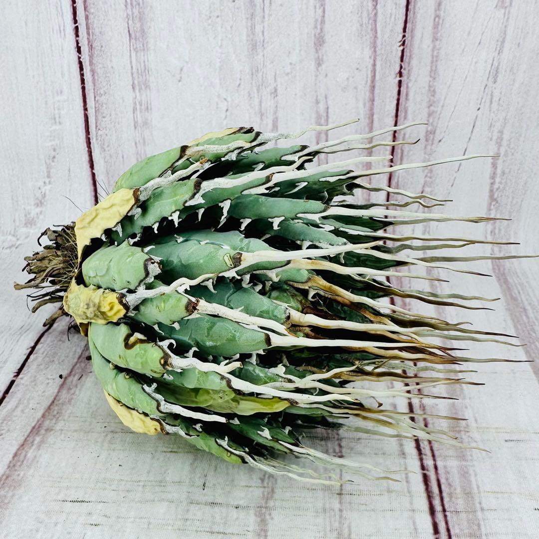 ① アガベ ユタエンシス エボリスピナ ロングスパイン 陽炎