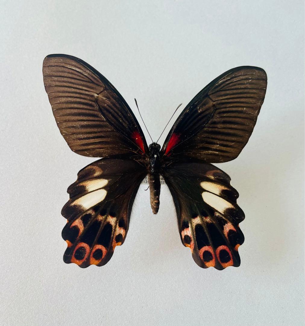 ワタナベアゲハ（1メス・台湾）