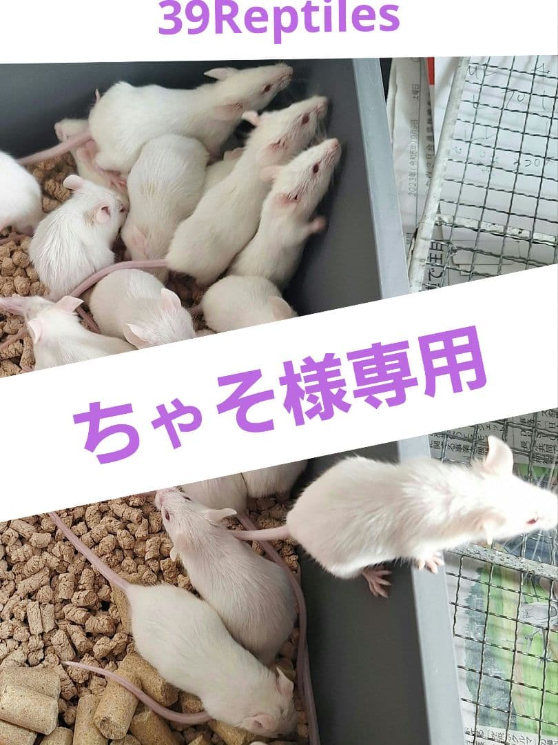 ちゃそ　マウス　L60　LL50　オマケヤワゲ入り！