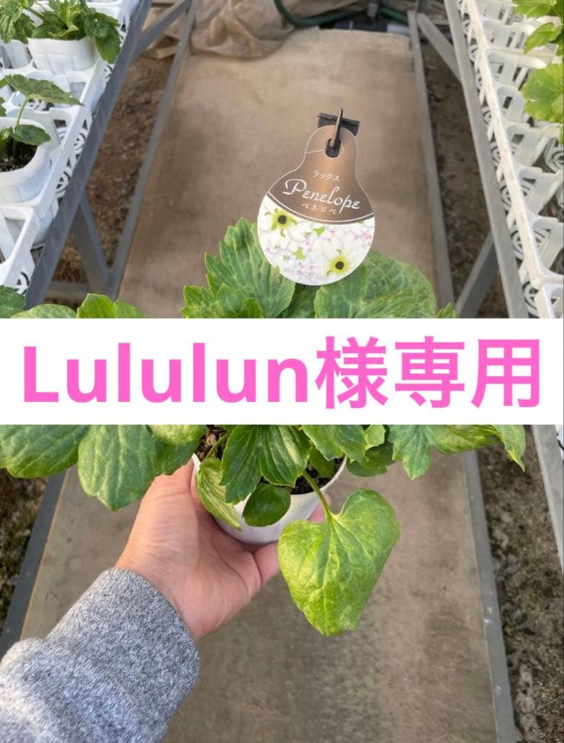 花 Lululun