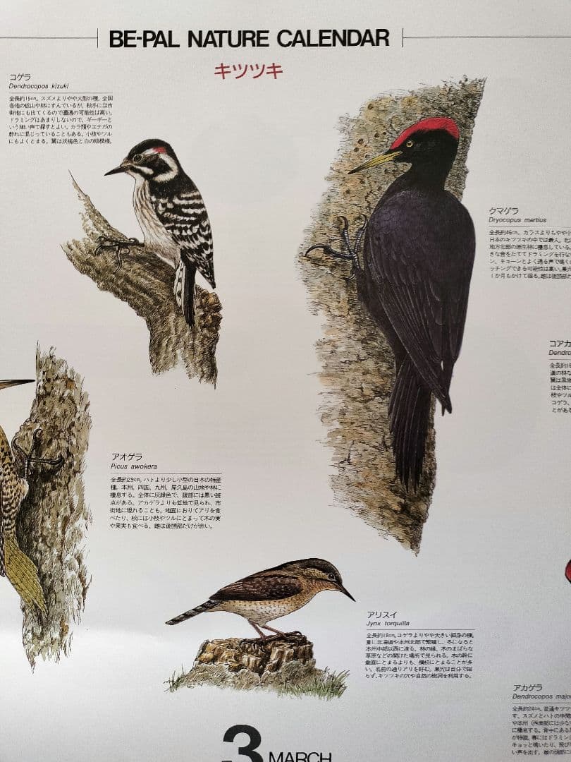 BE-PAL ビーパル カレンダー 新品未使用 1993年 ヴィンテージ