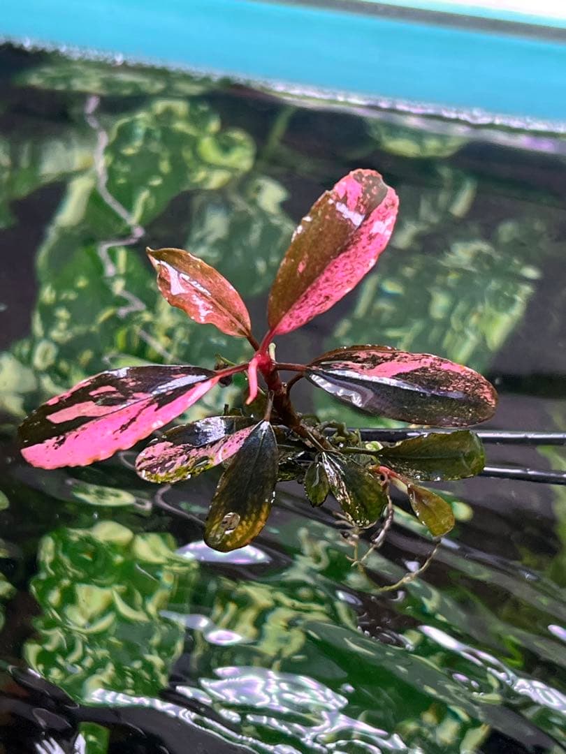水草 Bucephalandra VarigataPink.BlackAngel