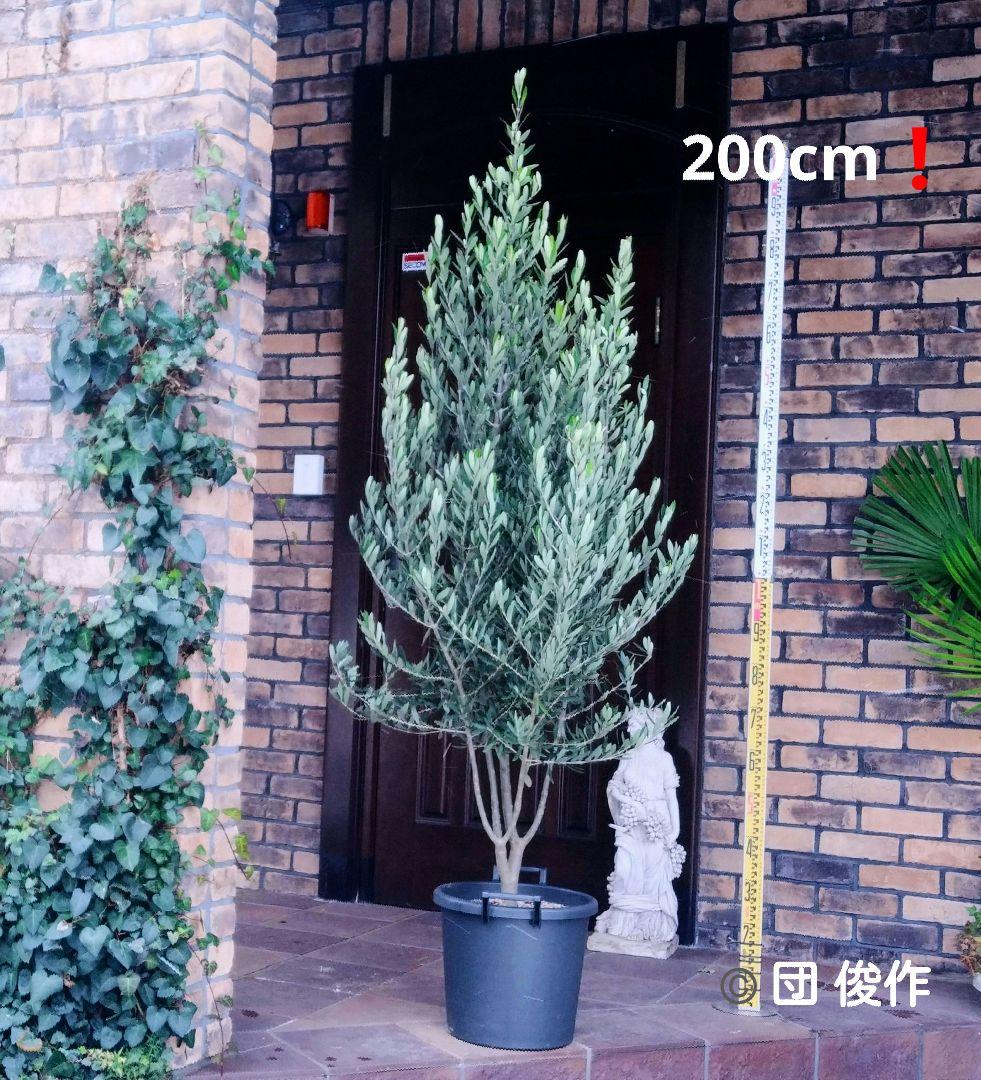 オリーブの木 シプレッシーノ 200cm❗ 大型12号 綺麗な葉色 植え替え済