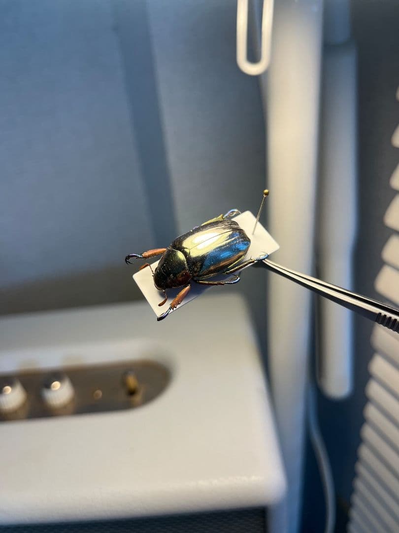 【27mm】クリサルギレアプラチナコガネ 標本カナブン ウグイスコガネ