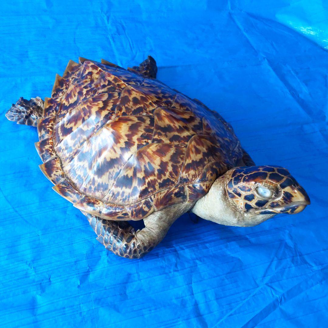 ②うみがめ〚タイマイ〛の剥製　 　壁掛けフックつき