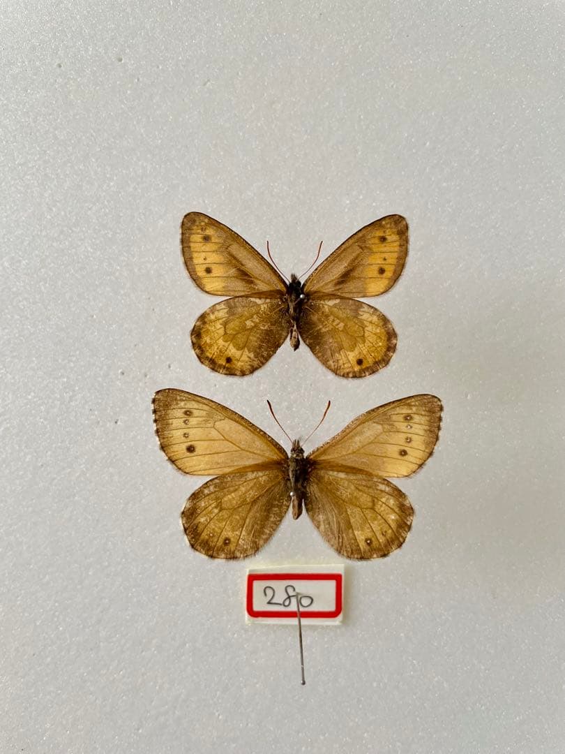 【ペア】タカネヒカゲ（岐阜県）