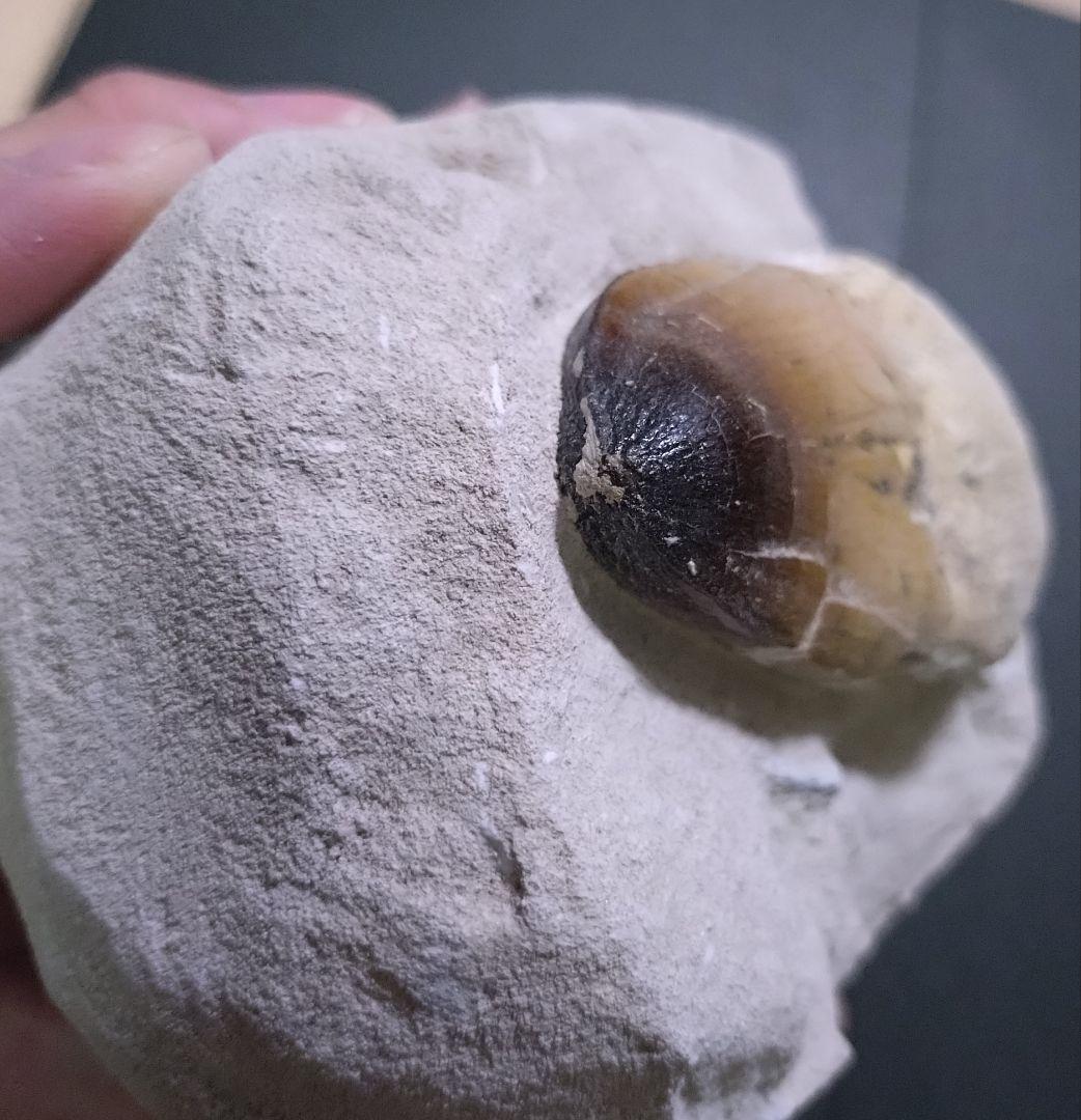 モロッコ産モササウルスの歯歯根と母岩付　プログナソドン ギガンデス