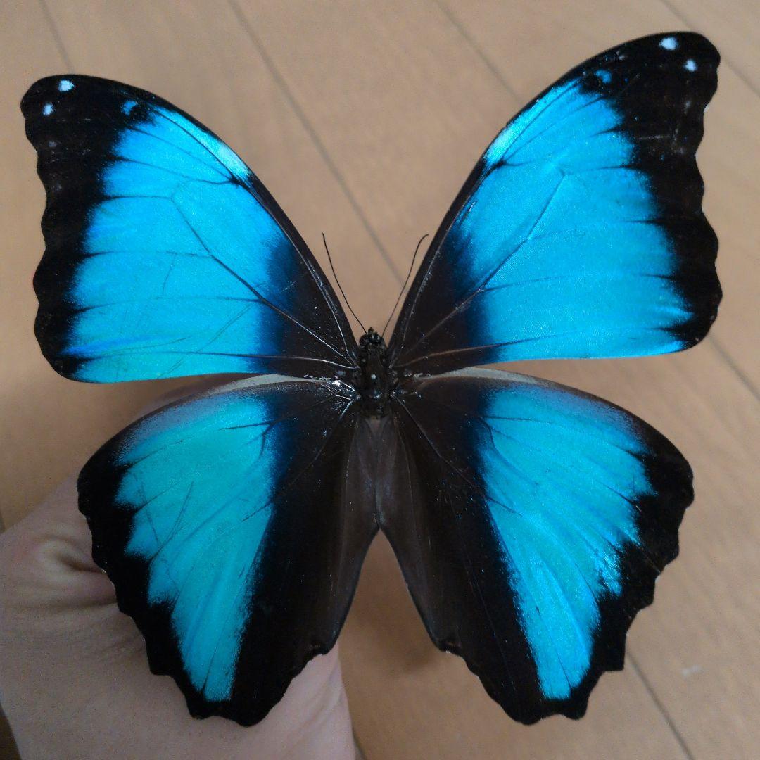 蝶標本 昆虫標本 外国産蝶標本　デイダミアモルフォ