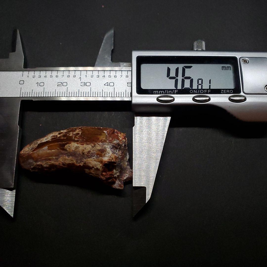 カルカロドントサウルス 歯 化石 本物 モロッコ産 46.81mm  fca18