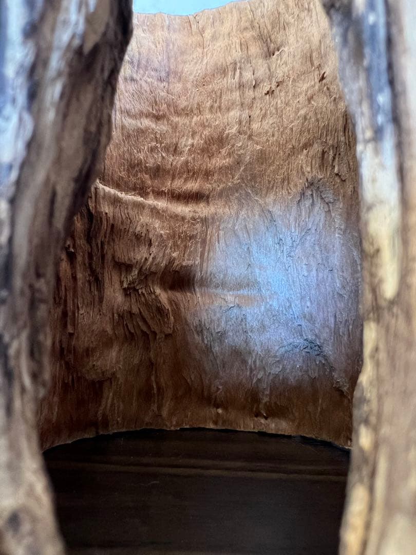 HX-008 流木　空洞　爬虫類　アクアリウム　アクアテラリウム　即沈水