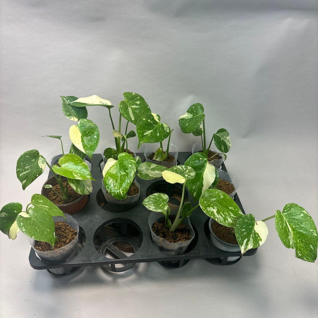 サ*イ様 10株セットms46【特別選抜】モンステラ・タイコンステレーション 斑