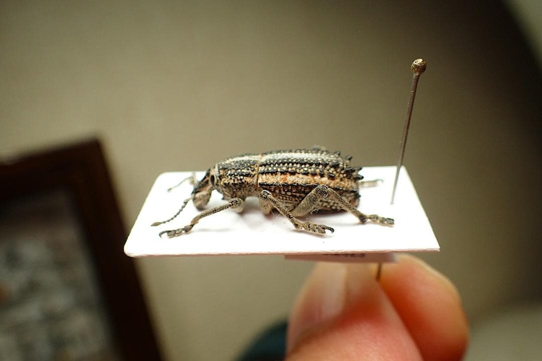 豪州のハイカラな大型ゾウムシ