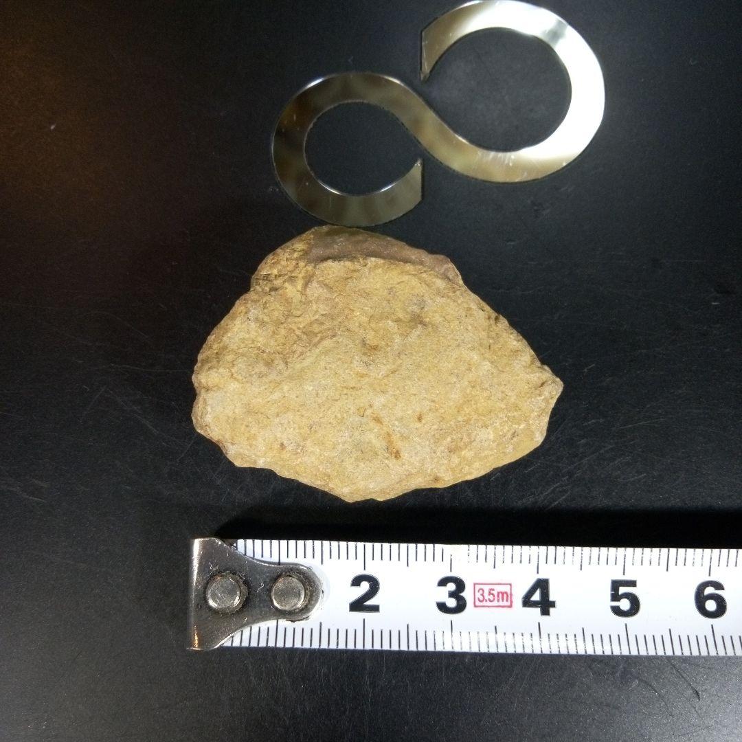 三葉虫　化石　fossil　ボリビア産　trilobite　ボリビア三葉虫郡⑤