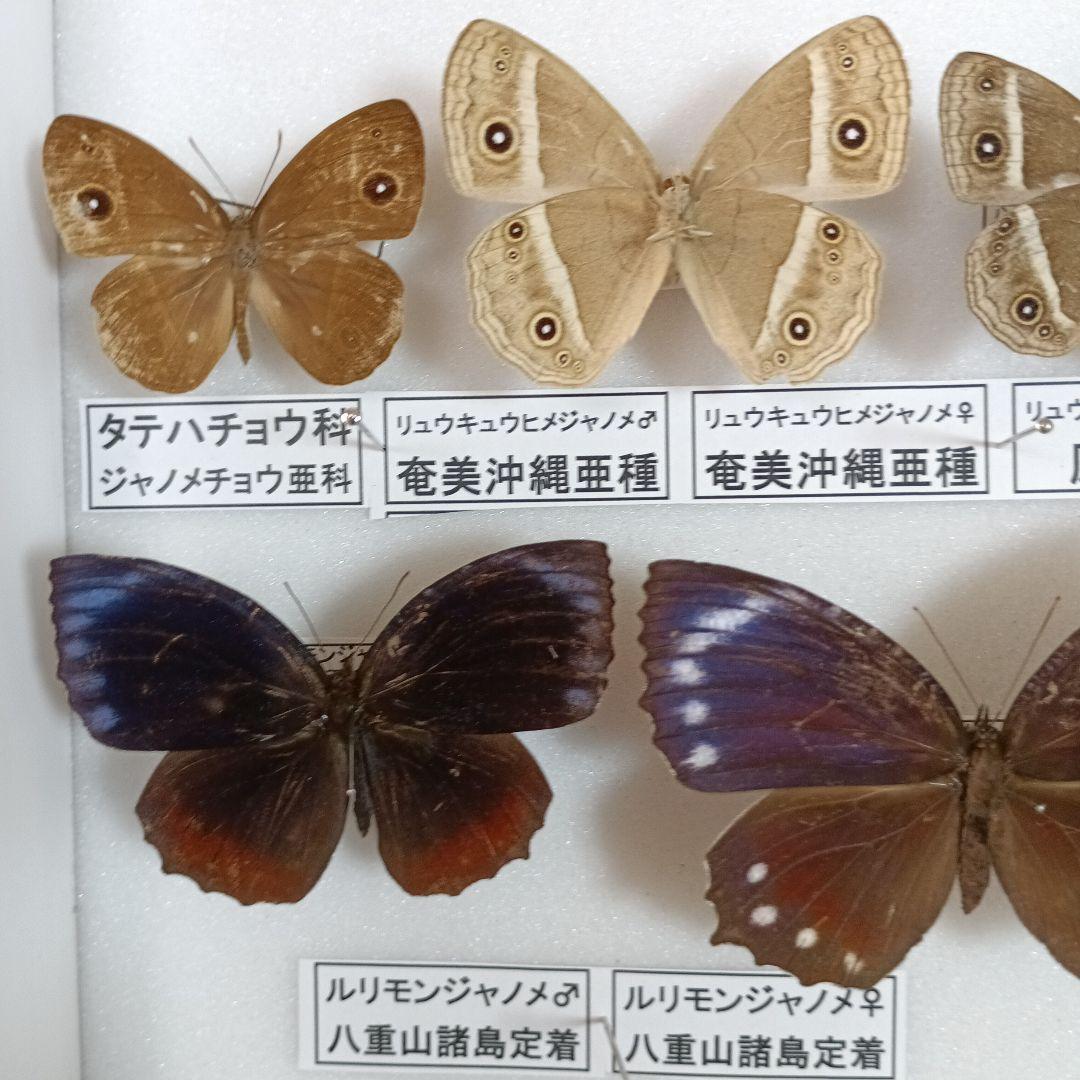 南西諸島の特産蝶47種＝希少フタオチョウ♂♀完品・コノハチョウを含む