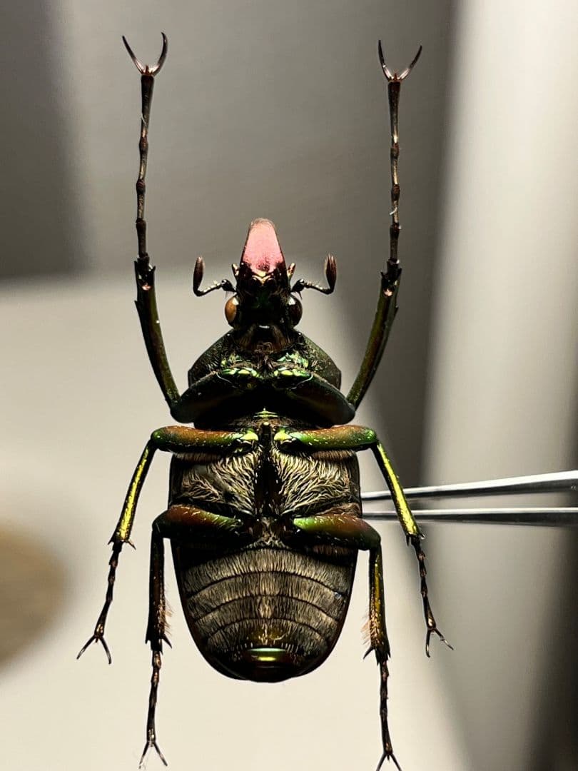 【30mm】ロドリゲスカブトハナムグリ コガネムシ プラチナコガネ カナブン