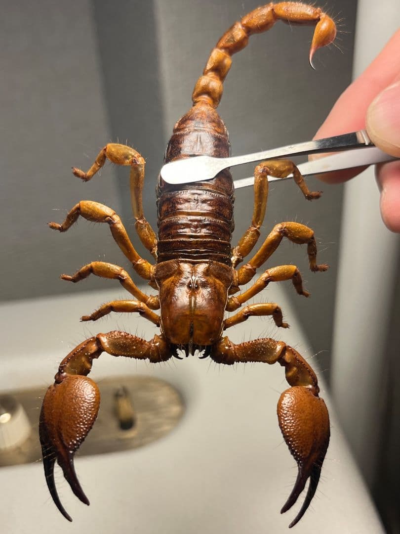 【極美標本】バロウィングスコーピオンの一種？Opistophthalmusサソリ