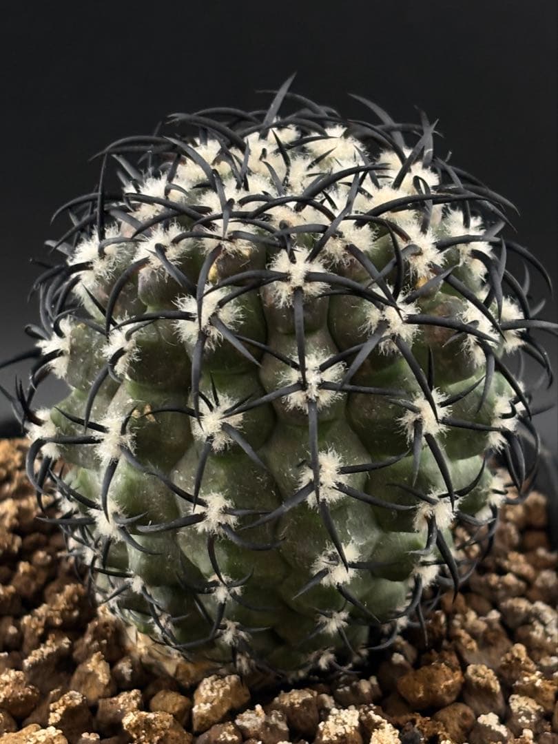 コピアポア 短刺 グリセオビオラセア 栗星玉 台付