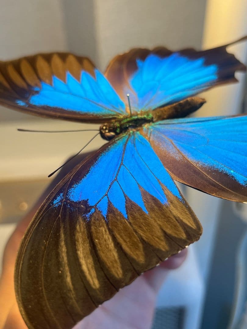 オオルリアゲハ Achillides ulysses 標本 蝶 外国産蝶標本