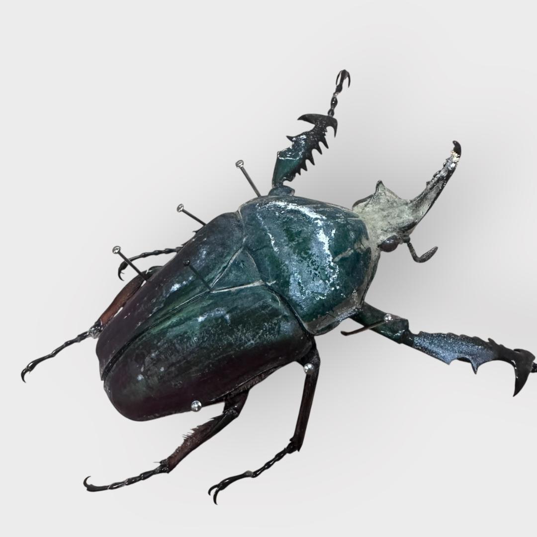 桐箱入り　　クビワオオツノカナブン 雄　オス　標本　　ルワンダ産