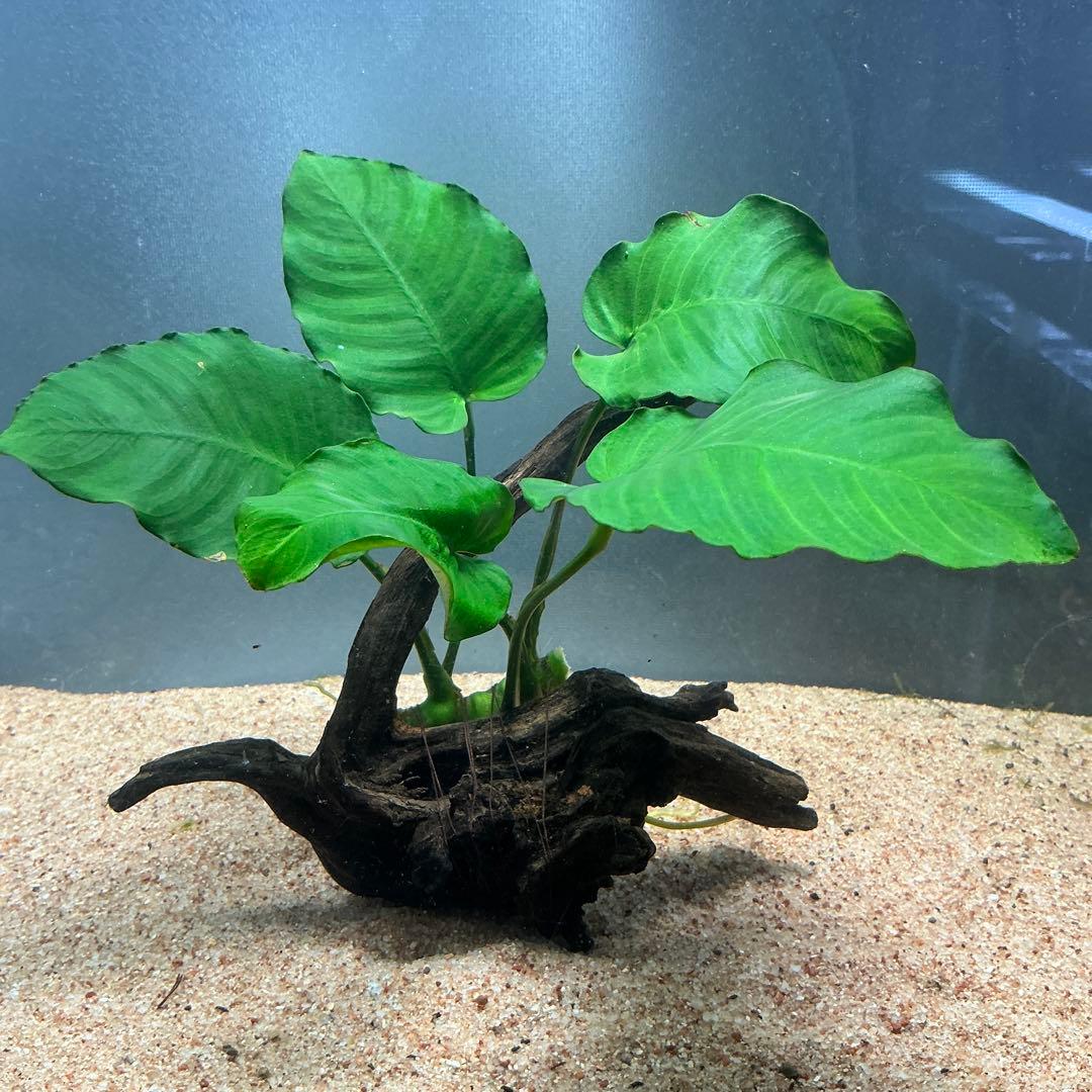 くうちゃん様 リクエスト 3点 まとめ商品　水草