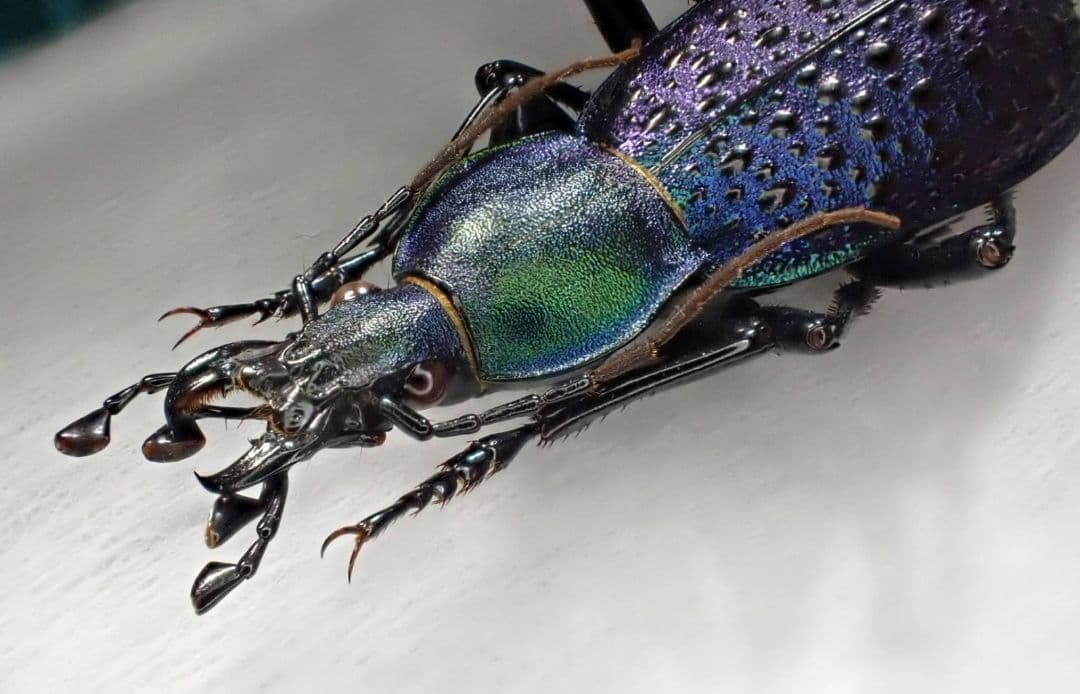 カブリモドキ　飼育交雑個体②