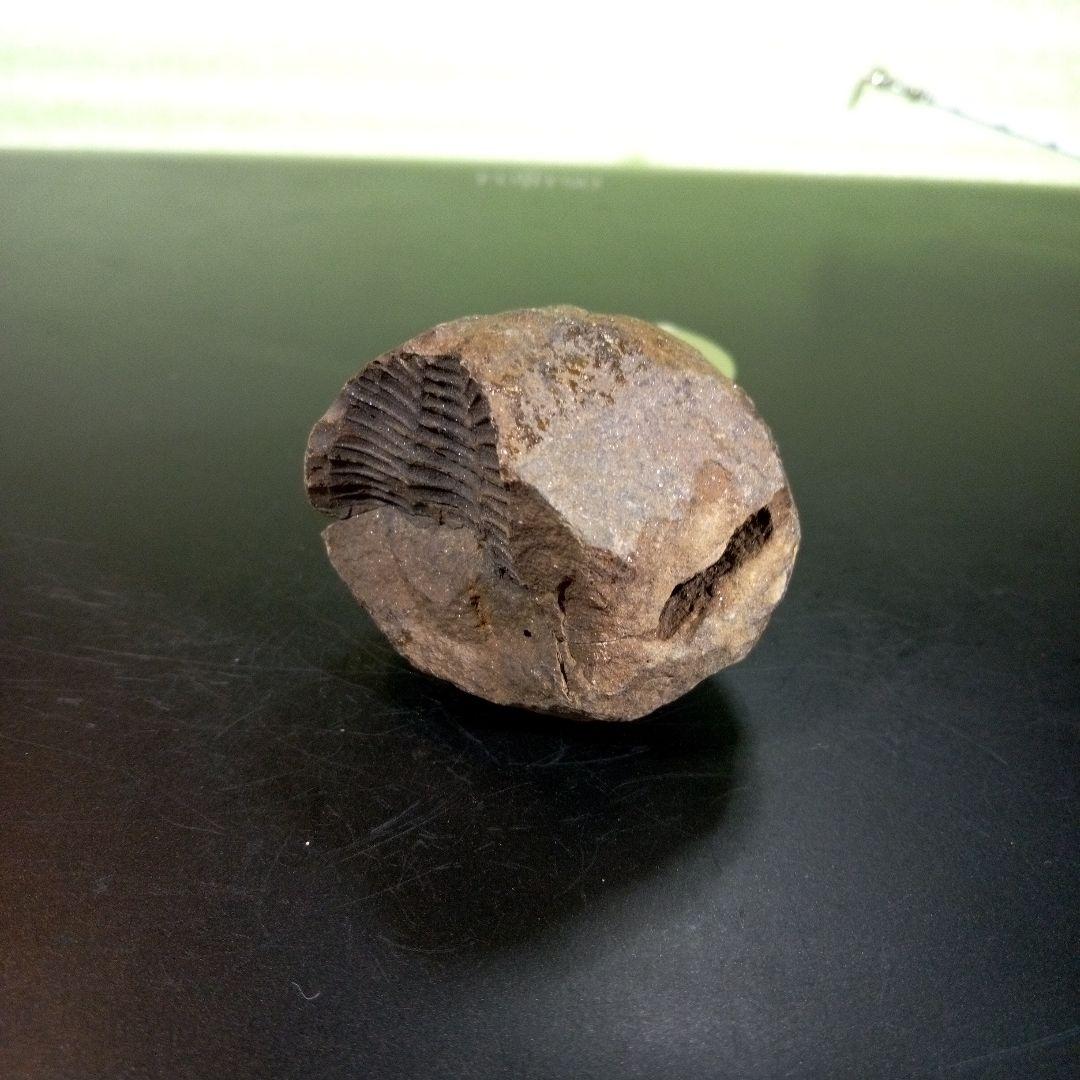 三葉虫　化石　fossil　ボリビア産　trilobite　ノジュール管理④