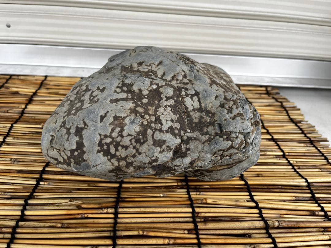 佐治石〈26〉【Taiyoメダカ】