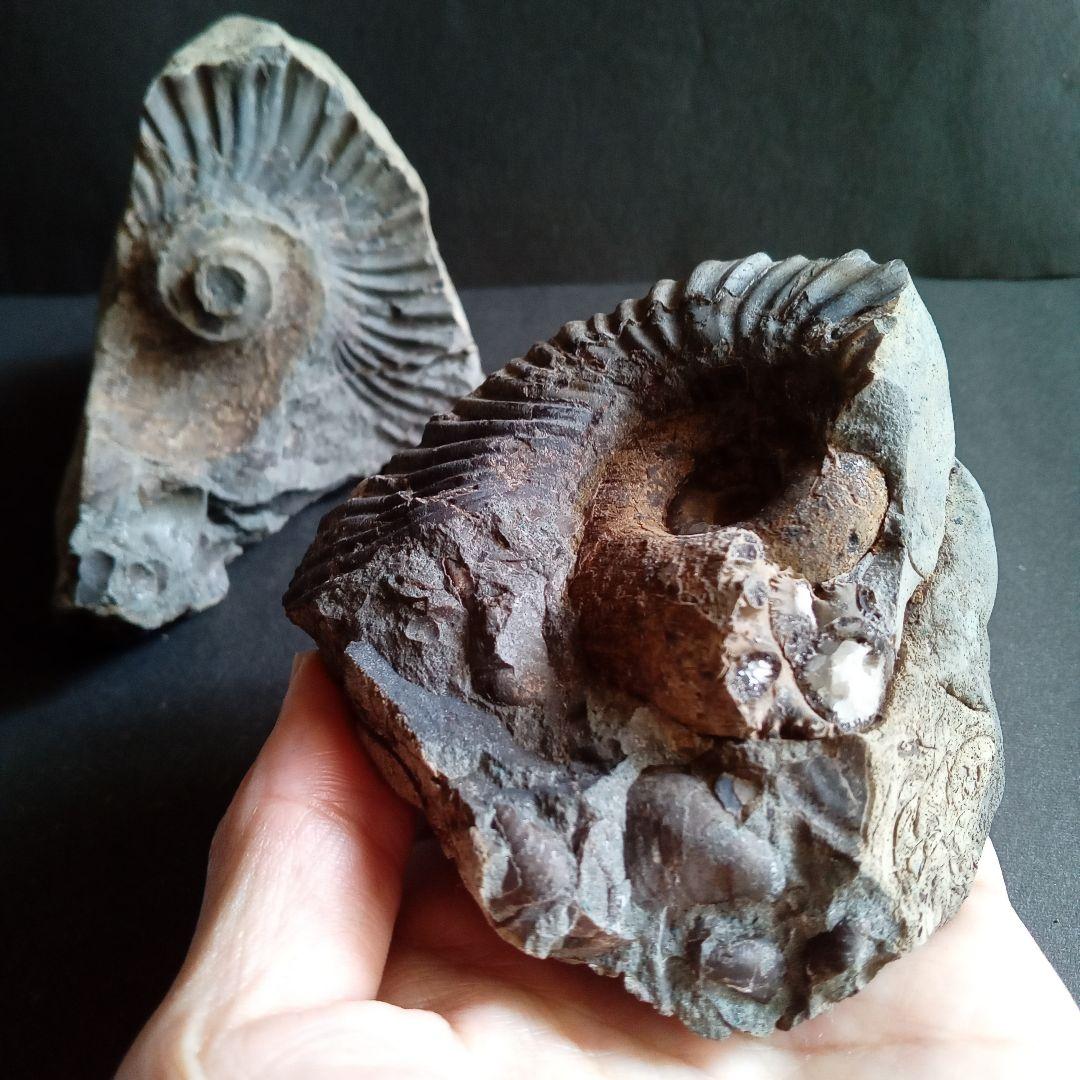 化石　標本　ノジュール原石　アンモナイト　国産　球状コンクリーション