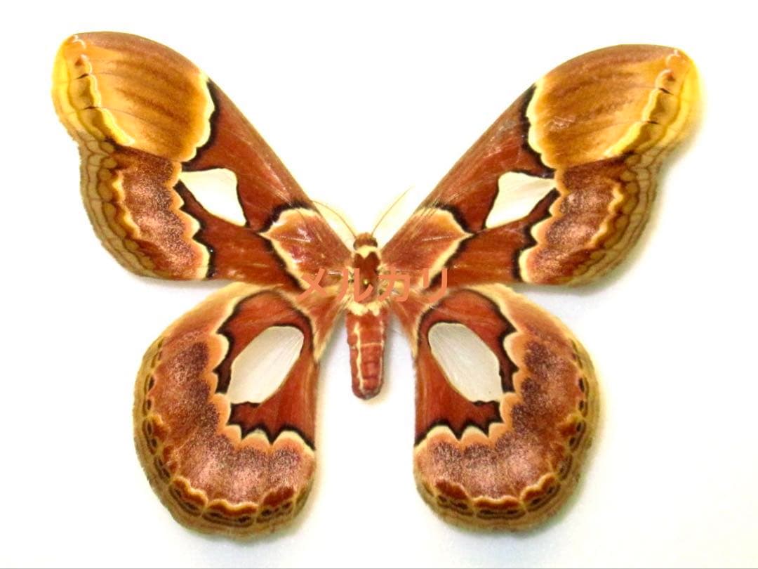 ブラジルのロスチャイルドヤママユ︎︎ ♀ 蝶標本 蛾標本 昆虫標本
