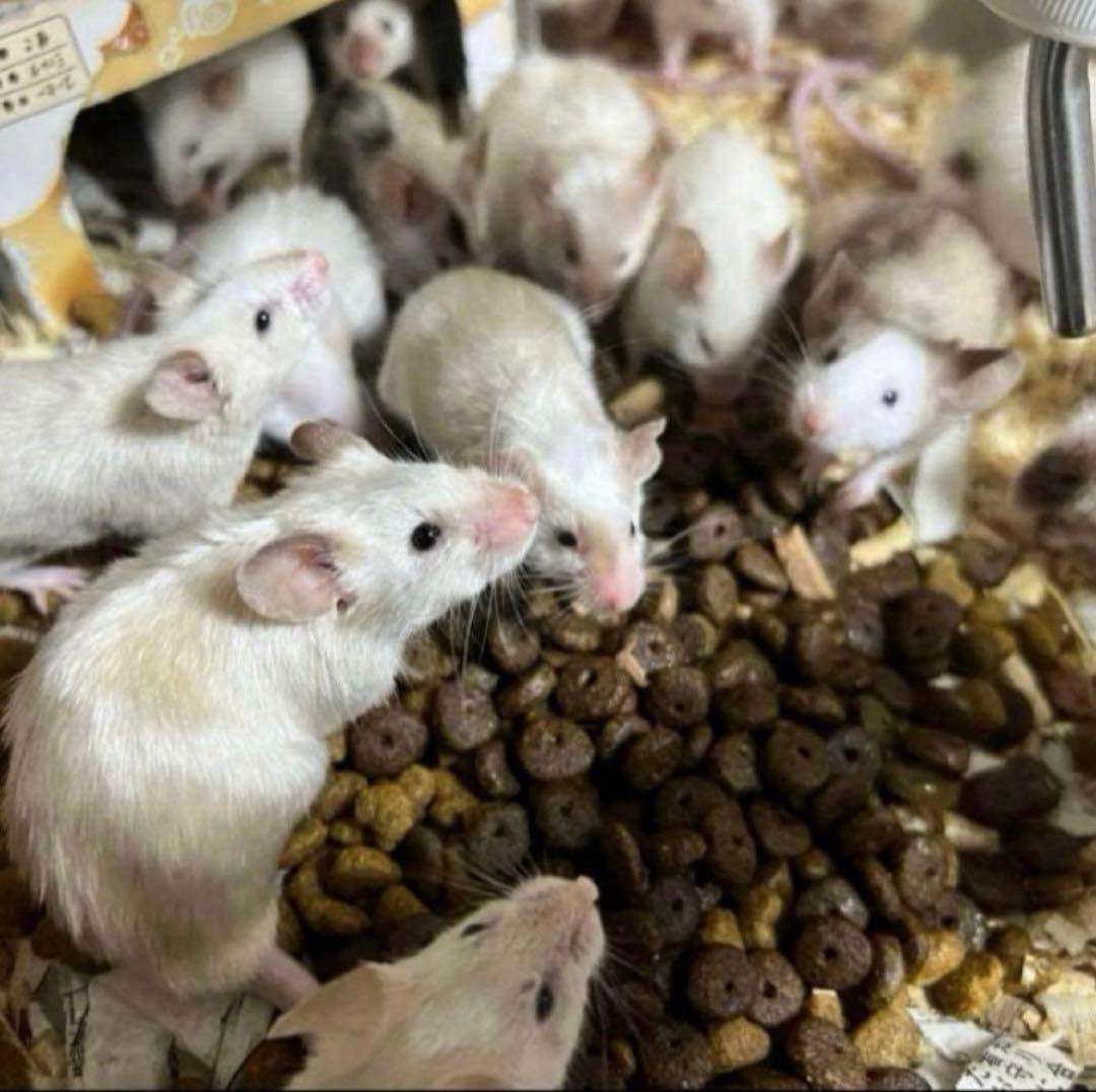 冷凍マウス 50匹 アダルト Lサイズ 1匹 約30～43ｇ