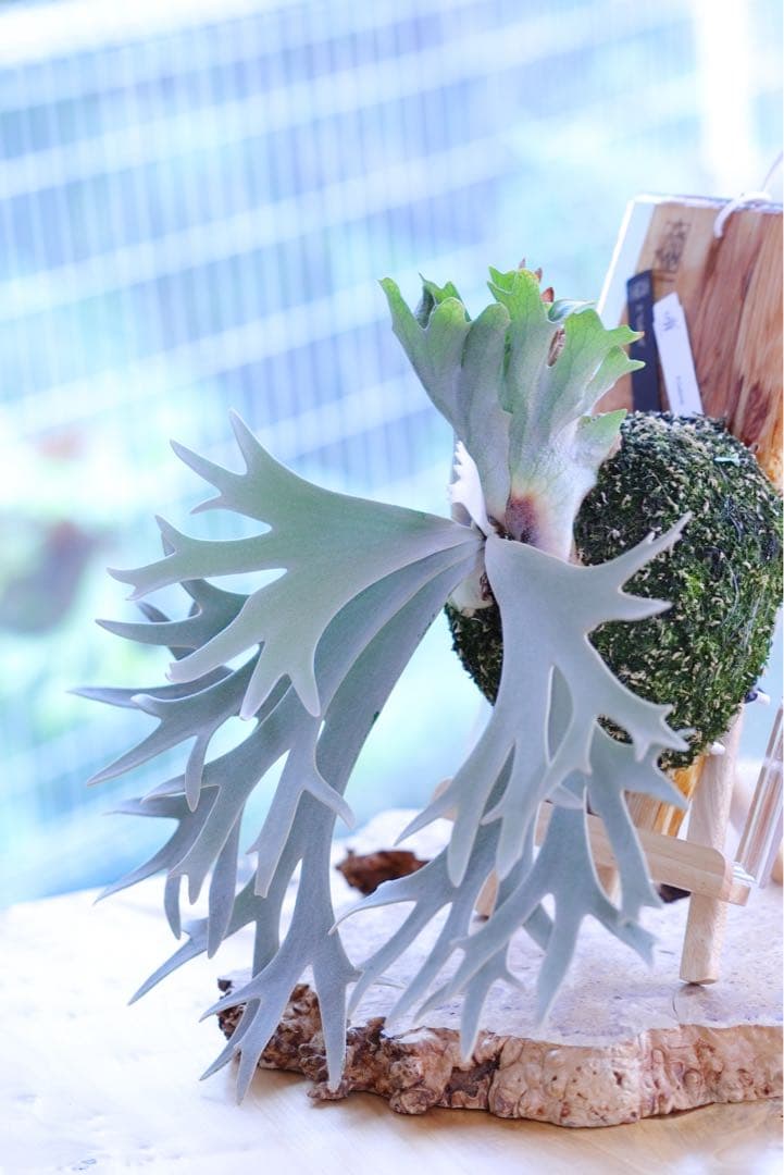 ビカクシダ P.Willincky Gabriel