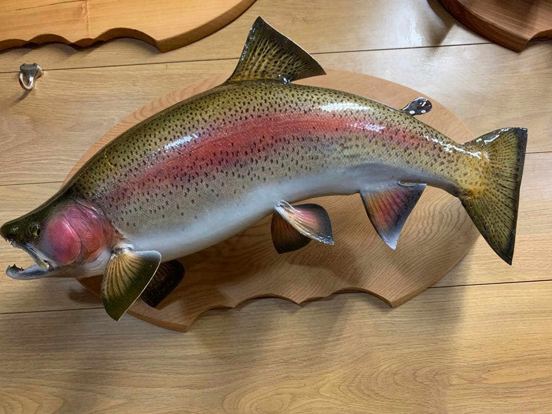 ワイルドスーパーレインボー50オーバー雄三口限定品剥製製作依頼又は、完成品