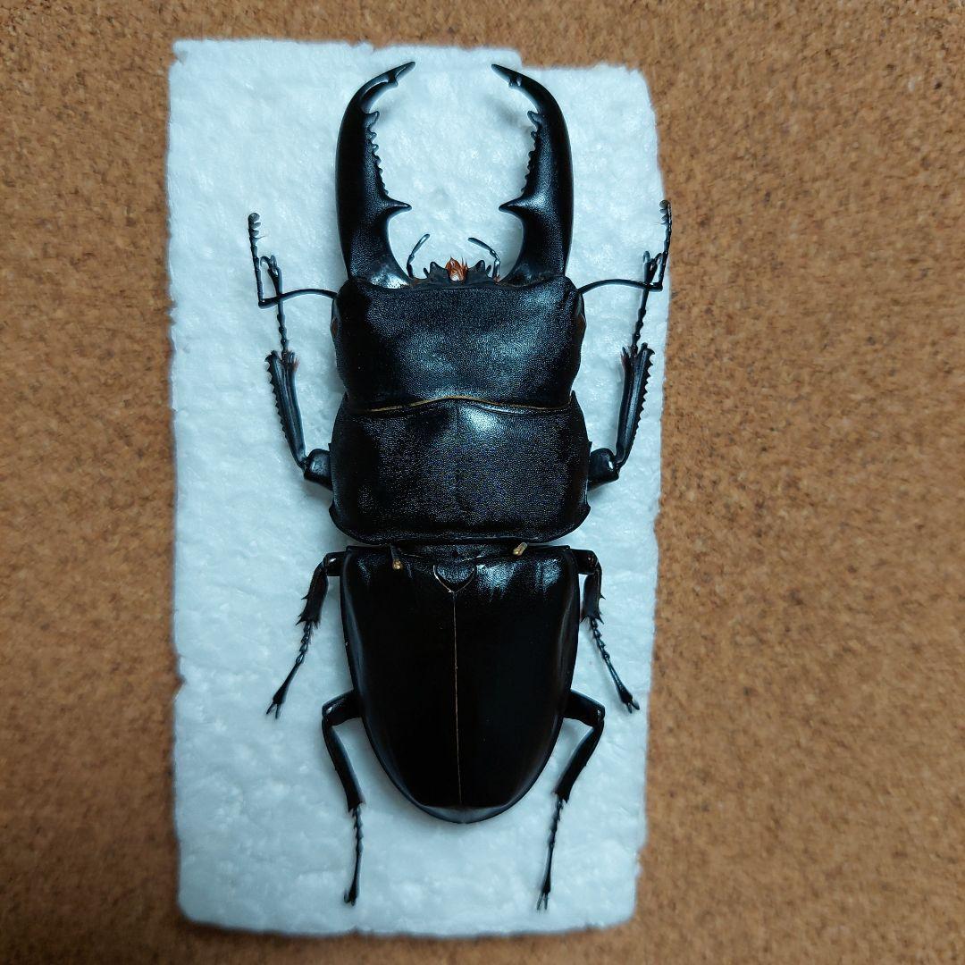 激レア　タウィタウィオオヒラタ　標本　89ミリ　CB